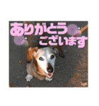 桃ちスタンプ2（個別スタンプ：7）