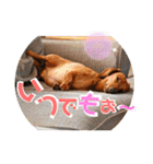 桃ちスタンプ2（個別スタンプ：10）