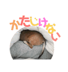 桃ちスタンプ2（個別スタンプ：22）