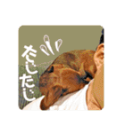 桃ちスタンプ2（個別スタンプ：23）