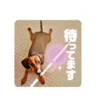 桃ちスタンプ2（個別スタンプ：36）