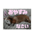 桃ちスタンプ2（個別スタンプ：40）