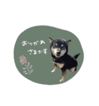 ♡SHIORI様（個別スタンプ：12）