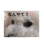 うちの仔スタンプPart②（個別スタンプ：2）
