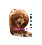 うちの仔スタンプPart②（個別スタンプ：5）