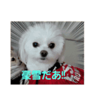 LUNA＆SEAです！！寒む寒む寒む～雪だあ！！（個別スタンプ：1）