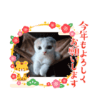 スコタンからのご挨拶（個別スタンプ：3）