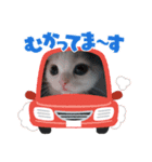 スコタンからのご挨拶（個別スタンプ：5）