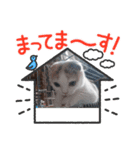 スコタンからのご挨拶（個別スタンプ：6）