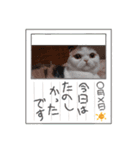 スコタンからのご挨拶（個別スタンプ：7）