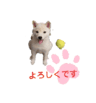 豆柴マメ太の日常1（個別スタンプ：1）