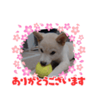 豆柴マメ太の日常1（個別スタンプ：3）