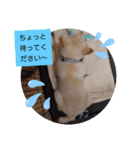 豆柴マメ太の日常1（個別スタンプ：5）
