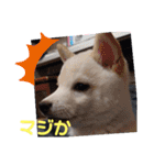 豆柴マメ太の日常1（個別スタンプ：7）