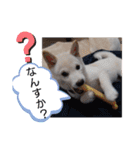 豆柴マメ太の日常1（個別スタンプ：8）