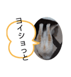 豆柴マメ太の日常1（個別スタンプ：11）