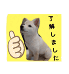 豆柴マメ太の日常1（個別スタンプ：13）