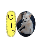 豆柴マメ太の日常1（個別スタンプ：16）