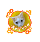 陸とあずき（個別スタンプ：12）