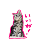 陸とあずき（個別スタンプ：13）