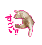 陸とあずき（個別スタンプ：14）