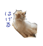 陸とあずき（個別スタンプ：20）