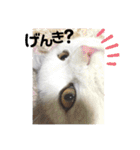 元気なこうめくん（個別スタンプ：20）