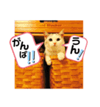 元気なこうめくん（個別スタンプ：21）
