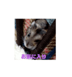 I LOVEハムスター3（個別スタンプ：5）