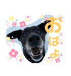 ペットの里の犬達のスタンプ(犬ver)（個別スタンプ：1）