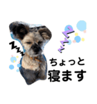 ペットの里の犬達のスタンプ(犬ver)（個別スタンプ：2）