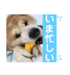 ペットの里の犬達のスタンプ(犬ver)（個別スタンプ：3）