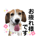 ペットの里の犬達のスタンプ(犬ver)（個別スタンプ：4）