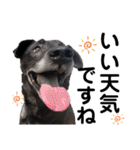 ペットの里の犬達のスタンプ(犬ver)（個別スタンプ：6）