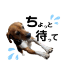 ペットの里の犬達のスタンプ(犬ver)（個別スタンプ：8）