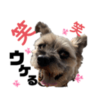 ペットの里の犬達のスタンプ(犬ver)（個別スタンプ：9）