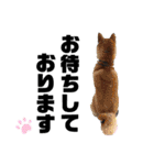 ペットの里の犬達のスタンプ(犬ver)（個別スタンプ：10）