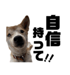 ペットの里の犬達のスタンプ(犬ver)（個別スタンプ：11）