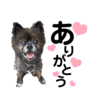 ペットの里の犬達のスタンプ(犬ver)（個別スタンプ：13）