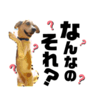 ペットの里の犬達のスタンプ(犬ver)（個別スタンプ：14）