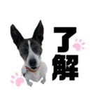 ペットの里の犬達のスタンプ(犬ver)（個別スタンプ：15）