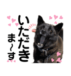 ペットの里の犬達のスタンプ(犬ver)（個別スタンプ：17）