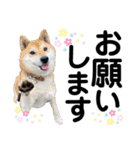 ペットの里の犬達のスタンプ(犬ver)（個別スタンプ：18）