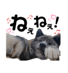 ペットの里の犬達のスタンプ(犬ver)（個別スタンプ：19）
