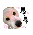 ペットの里の犬達のスタンプ(犬ver)（個別スタンプ：20）