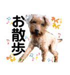 ペットの里の犬達のスタンプ(犬ver)（個別スタンプ：21）