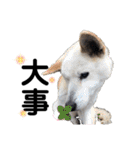 ペットの里の犬達のスタンプ(犬ver)（個別スタンプ：22）
