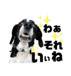 ペットの里の犬達のスタンプ(犬ver)（個別スタンプ：24）
