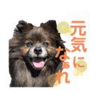 ペットの里の犬達のスタンプ(犬ver)（個別スタンプ：26）