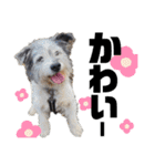 ペットの里の犬達のスタンプ(犬ver)（個別スタンプ：27）